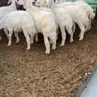 حريات العدد 9