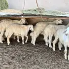 طليان حري