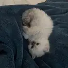 قط صغيره ذكر عمره 55 يوم