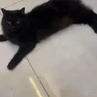بسه