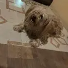 كلبه عمرها سنتين