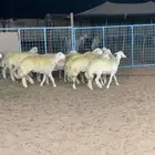 رخال صنف دفيع