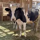 بقره للبيع حليب وافر