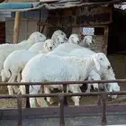 طليان ذبايح مقفله