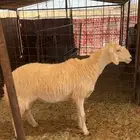 حريه حايل