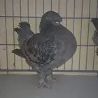حمام كنق