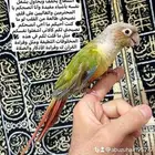 ذكر كنيور اناناس اليف واللعوب اللي يبغى الزين يلحق عليه