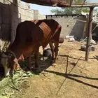 ثور فحل للبيع