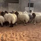 ذبايح نعيم