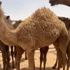 قعود طايش عمره 6 شهور على حليب امه
