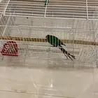 ببغاء كنيور