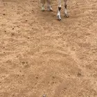 معزاء ولد و دفيع قريب