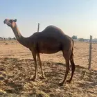 ناقه للبيع-القنفذة