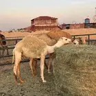 ثلاثة قعدان طيبيات