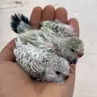 للبيع فرخين باجي للبيع