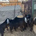 تيسين وجفرتين للبيع