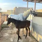 فرس واهو معها مهره