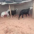 اللبييع ثلاث غنم نجديات وحريه العداد(3) روس