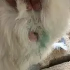 جذع حري مقفل شحم وطرف وذنبه