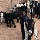 تيوس