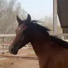 مهرر