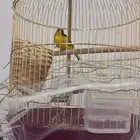 عصفور كناري