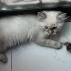 قطوه شيرازيه بكامل أغراضها