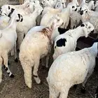 طليان سواكن للبيع