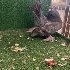 كرنقو جوز