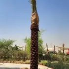 نخل عربي نخل مثمر نخل للبيع