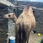 حاشي