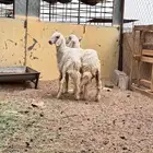 خروف ورخل