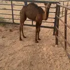 للبيع حاشي لباني
