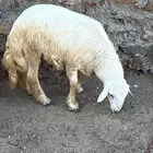 طليان في بلجرشي