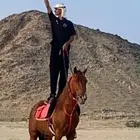 حصان فرنسي