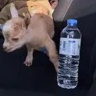 الماعز القزم