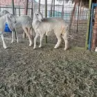 طليان ورحال حرية
