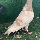 شوهومر