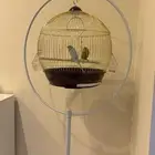 طيور