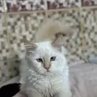 قطه للبيع