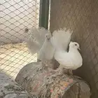 حمام رقاص