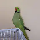 اتبنى جميع انواع الطيور و الفروخ سليمه او مريضه