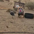 دجاج رومي