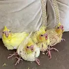 فروخ كروان لاتينيو عيون حمر