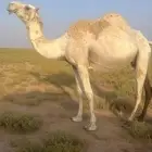 الموقع ساجر ساجر