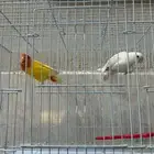 جوز روز جاهز للانتاج