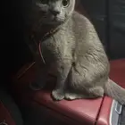 سكوتش للبيع ب 200