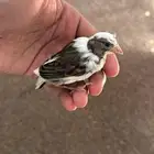 كناري
