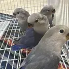 فروخ روز مفطومات ( تم البيع )