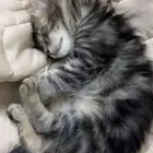 قطط كيتن للتبني